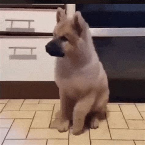 dog excited gif